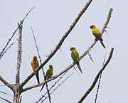 A yellow parrot with green wings and black eye-spots
