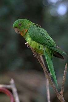 A green parrot with a light-green underside and a yellow-speckled throat