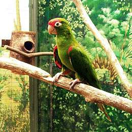 A green parrot with a red forehead and shoulder