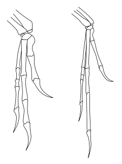 Outline of bones in forelimbs of Deinonychus and Archaeopteryx, both have two fingers and an opposed claw with very similar layout, although Archaeopteryx has thinner bones
