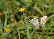 Holly blue presents as sexually dimorphic: the male has blue wings, the female brown
