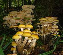 Several groups of shaggy yellowish mushrooms growing on the ground in a forest. Some mushrooms have small convex caps, others with larger expanded caps and a skirt-like ring on the stem.