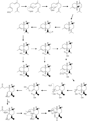 Biosynthesis of Artemisinin