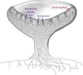 Cross-section of a cup-shaped structure showing locations of developing meiotic asci (upper edge of cup, left side, arrows pointing to two gray cells containing four and two small circles), sterile hyphae (upper edge of cup, right side, arrows pointing to white cells with a single small circle in them), and mature asci (upper edge of cup, pointing to two gray cells with eight small circles in them)