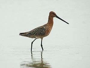 Asian dowitcher walking in shallow water
