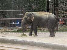 elephant in an enclosure