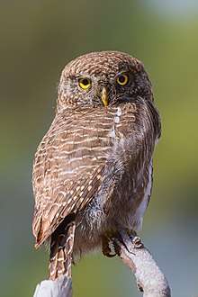 A small owl—an owlet—with mottled brown and white feathers, bright yellow irises and a short curved yellow beak is perched on a branch in Sattal, Uttarakhand, India, with its head turned 90 degrees clockwise, looking straight into the camera lens.