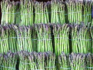 Bundled stalks of asparagus