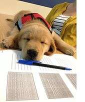 A young, small Golden Retriever puppy in a red service dog vest is lying sound asleep on a notebook, with a pen just in front of his nose. He is facing the camera but his eyes are tightly shut.