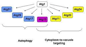Interaction partners of Atg1: Atg17, 29, 31 in autophagy, Atg11, 20, 24 in cytoplasm-to-vacuole targeting, Atg13 in both pathways