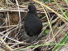  A small black rail stands upright in from of grasses