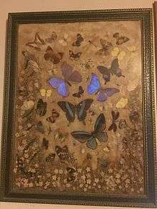 Mounted Butterfly Picture