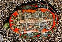 An overturned turtle on grass: coloring is bright red with black and white Rorshach-like patterns.