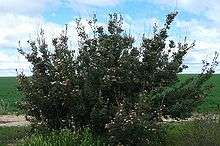 a large spreading shrub in an area of low vegetation less than 1&nbsp;m (3.3&nbsp;ft) high on a sunny day