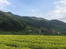 This field of Bai Ji Guan bushes has the light green leaves characteristic of this tea.