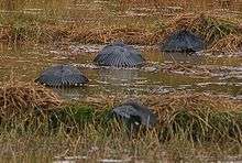 Four black herons standing in low water with vegetation holding their wings over their bodies forming what looks like umbrellas