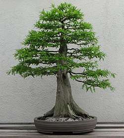 Photograph of formal upright–style Bald cypress bonsai