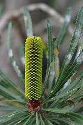 A narrow cylindrical dark spike with many yellowish buds forming along its length