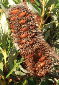 orange-brown spike