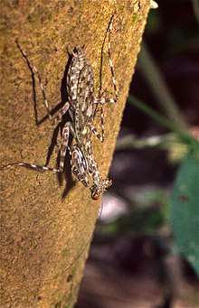 File:Bark Mantis (Liturgusa maya) (35926727924).jpg