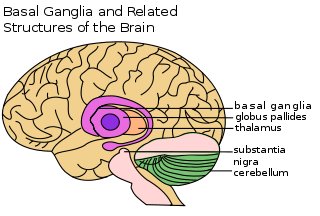 The basal ganglia are at the brain's center; related nearby structures are the globus pallides, thalamus, substantia nigra, and cerebellum.