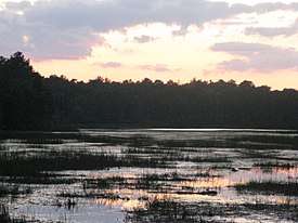 View of densely-vegetated Atlantic White Cedar bog at Bass River State Forest