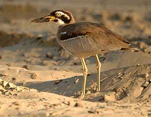 Beach stone-curlew standing on a beach