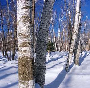 The trunks of many trees with white bark poke up through snow. The trees are leafless against a bright blue sky, with sunshine showing dark patterns on their bark.