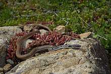 A snake, Platyceps collaris