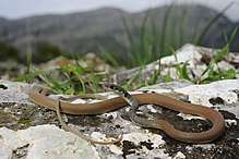 A snake, Platyceps najadum