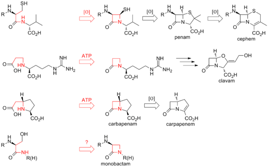 Overview of biosynthetic routes to the different classes of β-lactam compounds.