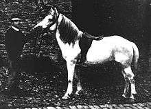Photo en noir et blanc d'un paysan tenant en main un petit cheval gris bridé et sellé présenté de profil.