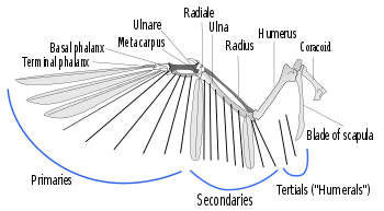 A illustration of the skeleton of a bird wing, with lines indicating where feather shafts would attach