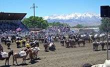 photo of the Bishop Mule Days
