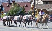 photo of mule pack string in the Bishop Mule Days parade