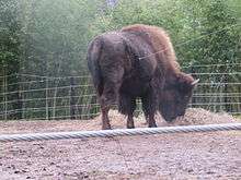 large bison facing right with head lowered