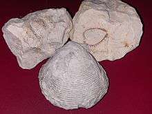 Bivalve and coral fossils