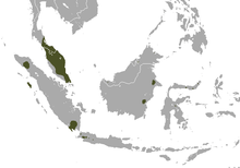 Southern Malay peninsula and isolated populations in northern and southern Sumatra, northern Java, Sulawesi, and eastern Borneo