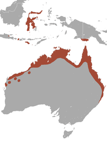 Sulawesi, scattered in Java, southern New Guinea, and the northern coast of Australia