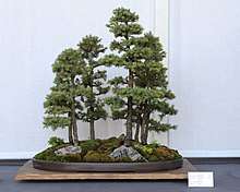 Photograph of forest-style Black Hills spruce bonsai