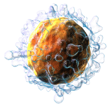 image of a T cell