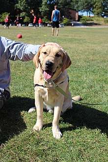 Blitz, service dog-in-training