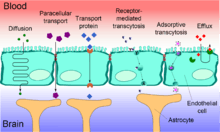 An image depicting blood-brain barrier shape and function.