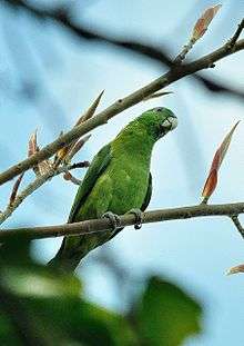 Green parrot with darker wings
