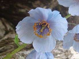 The blue poppy (Meconopsis gakyidiana), found in the Eastern Himalayas, is the national flower of Bhutan.
