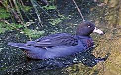 Image of Blue duck