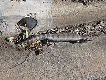 Blue tongue lizard in kerb next to 4 inch stormwater pipe showing scale. Location Farrer, Canberra, Australia