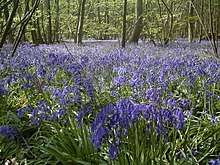 Bluebells in Blakes Wood