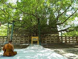 Monk meditating in front of a large tree, with an ancient monument behind it.