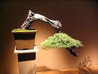 Photograph of cascade-style conifer bonsai